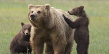 Alberi carichi di frutta, esca prelibata per un orso marsicano ‘sconfinato’ in Molise. L’avvistamento e i consigli dei Carabinieri Forestali