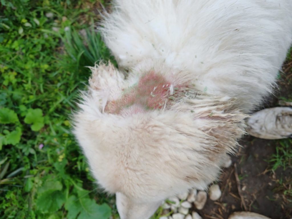 Atto disumano, ignoti gettano acido addosso a cane di proprietà
