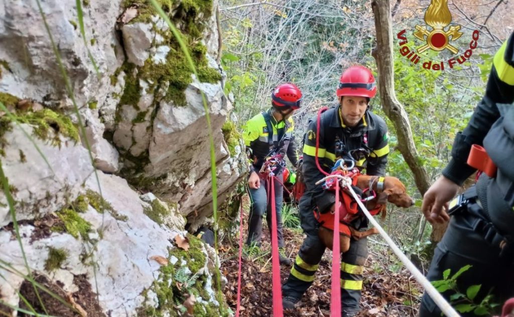 Due cani dispersi, uno bloccato sulla cengia di un dirupo: salvati dai Vigili del Fuoco