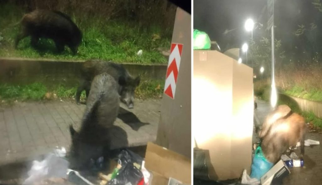Cinghiali in via Quircio per il solito “banchetto” serale, residenti esasperati. VIDEO