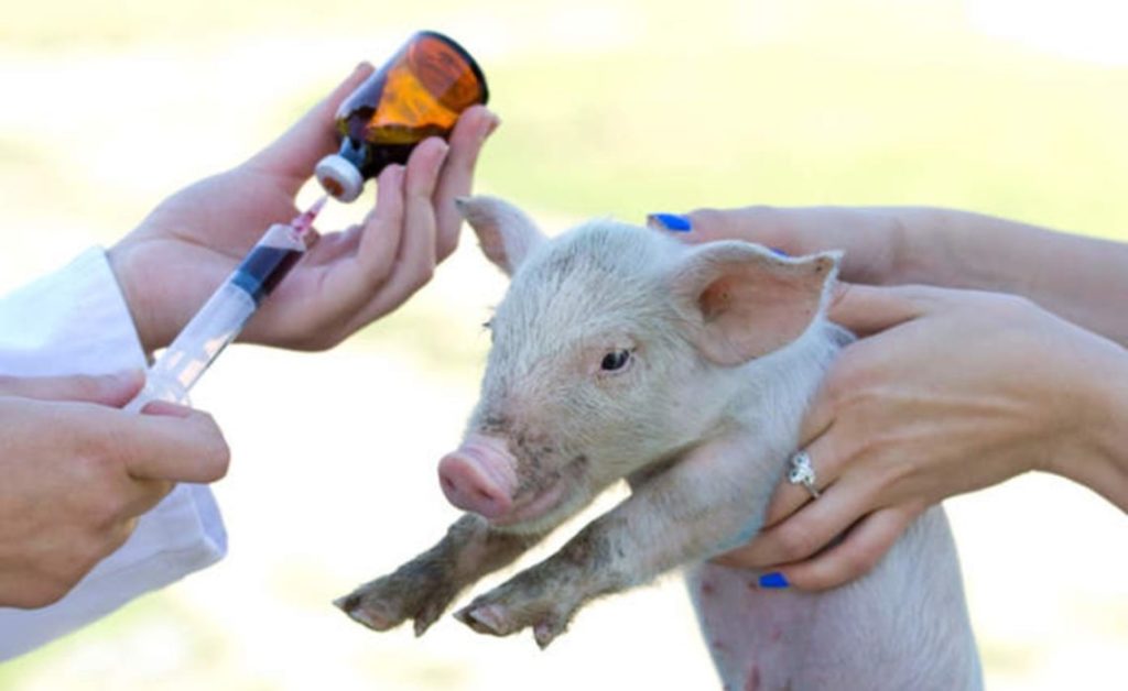 Sanità animale, Molise all’avanguardia: approvato il nuovo Piano di eradicazione della Malattia di Aujeszky