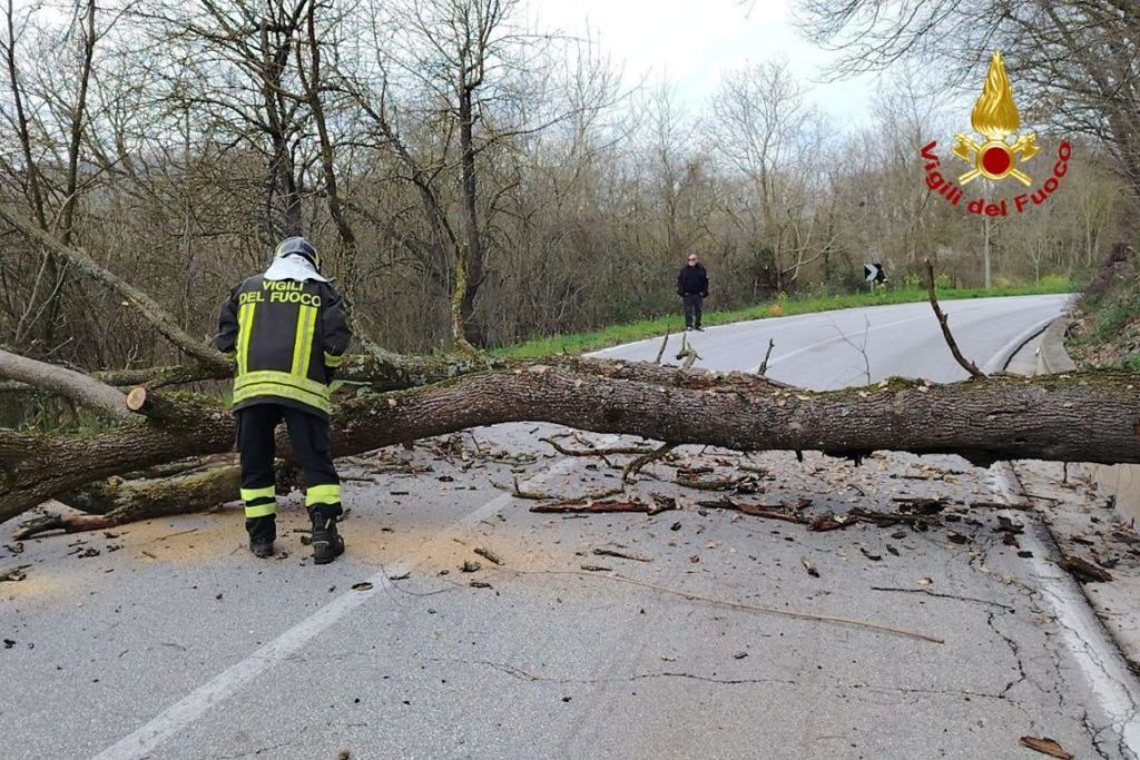 Albero pericolante sulla Gildonese, strada chiusa durante rimozione