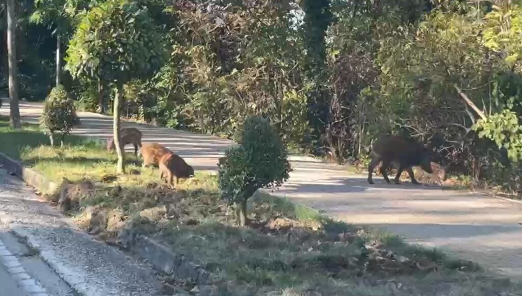 Famiglie di cinghiali sulla ‘passeggiata’ di Ferrazzano