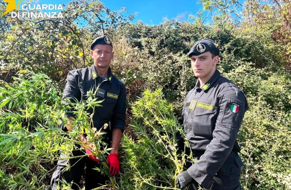 Scoperte due piantagioni di marijuana, Finanza sequestra 650 piante