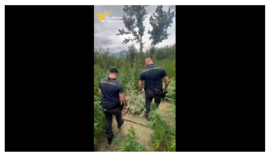 Sequestrate 1.500 piante di cannabis indica coltivate vicino al Verrino