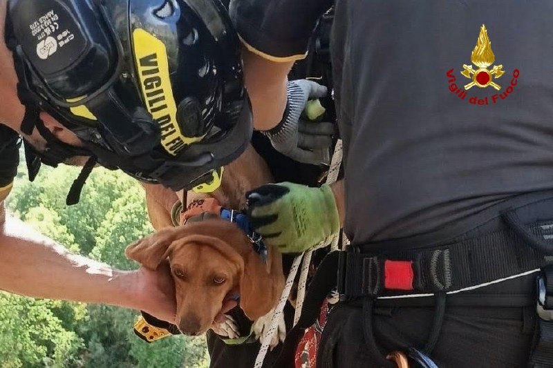 Cagnolino finisce in una zona impervia, salvato dai Vigili del Fuoco